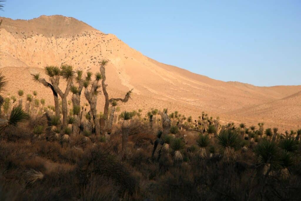 deserto de mojave linda paisagem