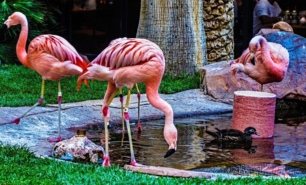 Flamingos no Flamingo Hotel
